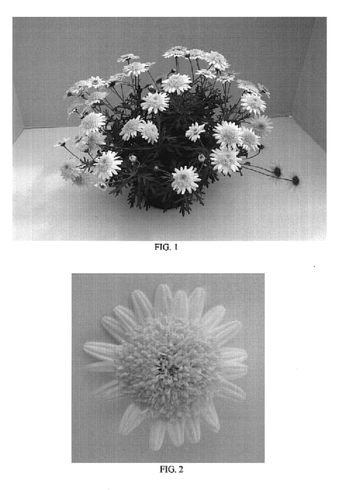 Figure 1 of US plant patent PP18689, the photograph of Bonmadcimro printed in the patent.