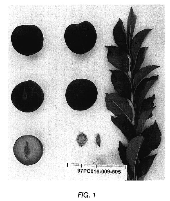 Figure 1 of US plant patent PP18690, the photograph of Suplumthirtyseven printed in the patent.