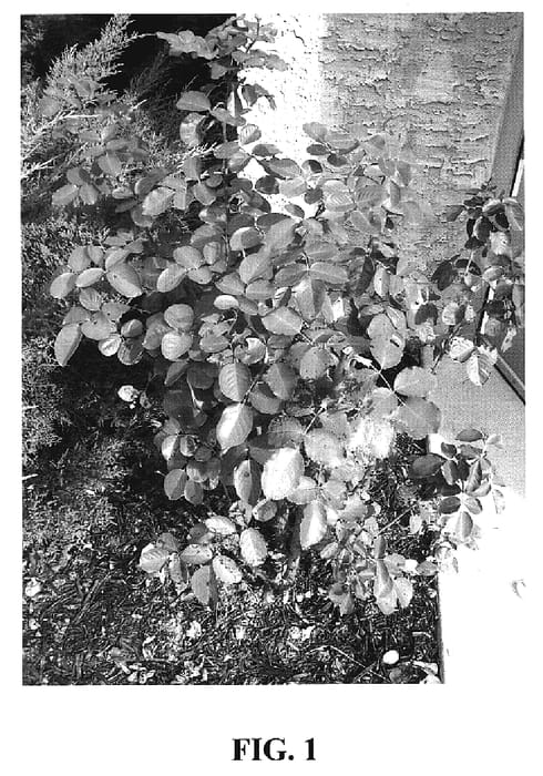 Figure 1 of US plant patent PP18691, the photograph of Meiwimova printed in the patent.