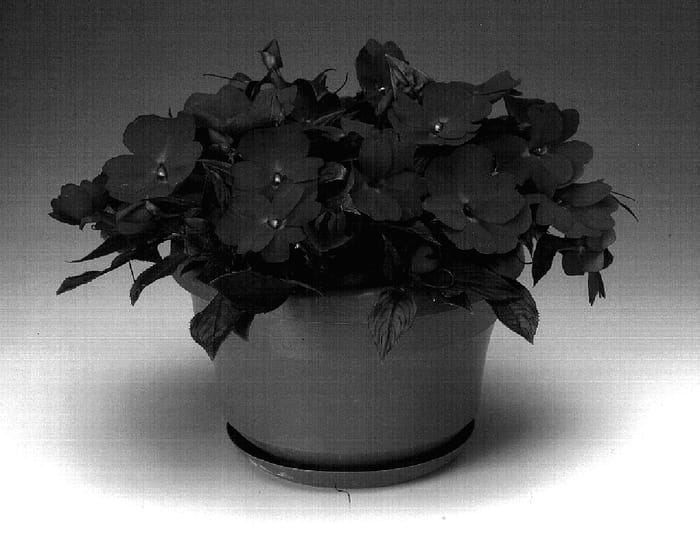 Figure 1 of US plant patent PP18692, the photograph of Ingcarrosb printed in the patent.