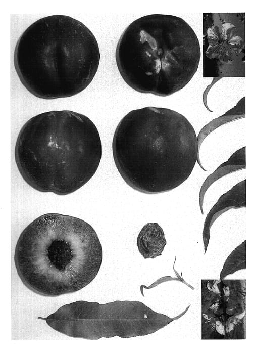 Figure 1 of US plant patent PP18693, the photograph of SUGARRED I printed in the patent.