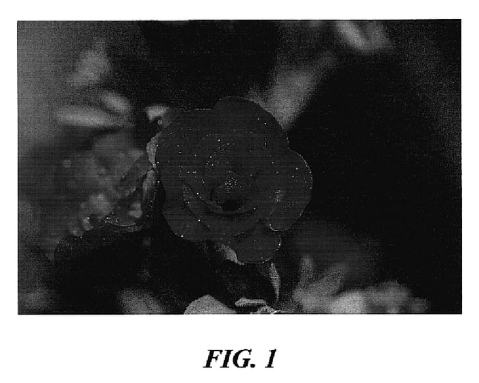 Figure 1 of US plant patent PP18694, the photograph of KLECA06126 printed in the patent.