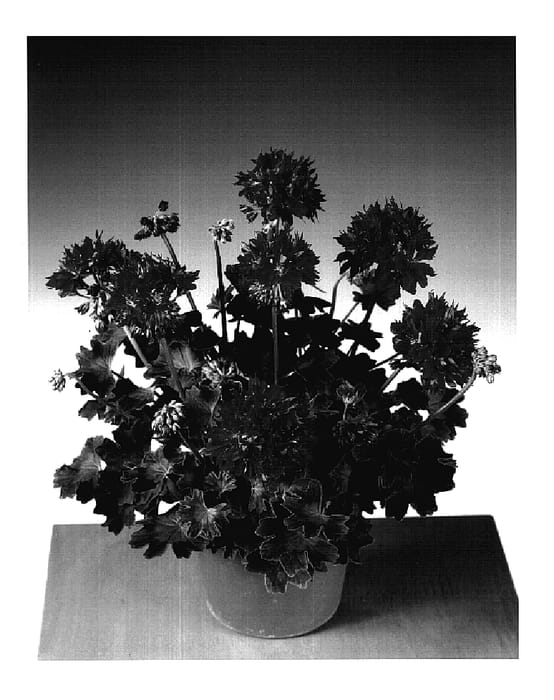 Figure 1 of US plant patent PP18695, the photograph of Gradored printed in the patent.