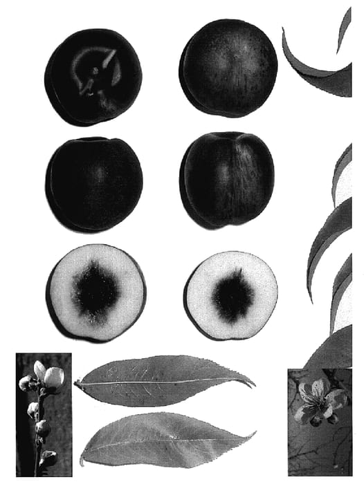 Figure 1 of US plant patent PP18696, the photograph of Snow Pearl printed in the patent.