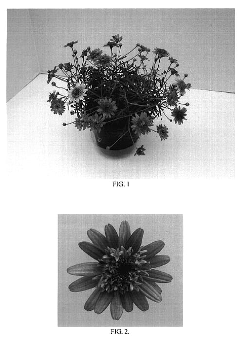 Figure 1 of US plant patent PP18697, the photograph of Bonmadcink printed in the patent.
