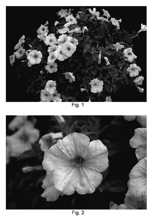 Figure 1 of US plant patent PP18698, the photograph of Kakegawa S84 printed in the patent.