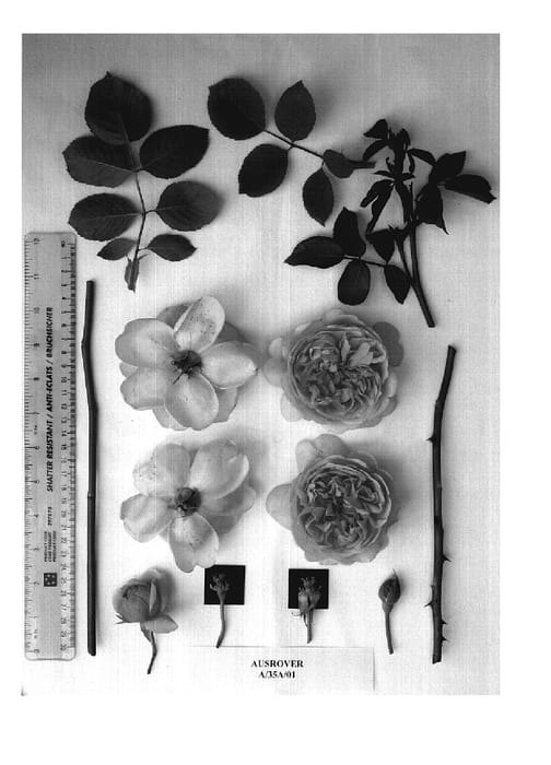 Figure 1 of US plant patent PP18699, the photograph of AUSrover printed in the patent.