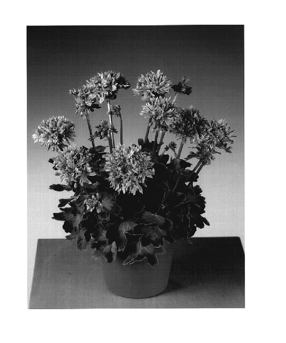 Figure 1 of US plant patent PP18700, the photograph of Gradosal printed in the patent.