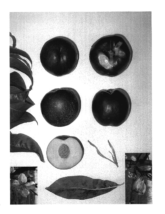 Figure 1 of US plant patent PP18701, the photograph of CANDYSWEET V printed in the patent.