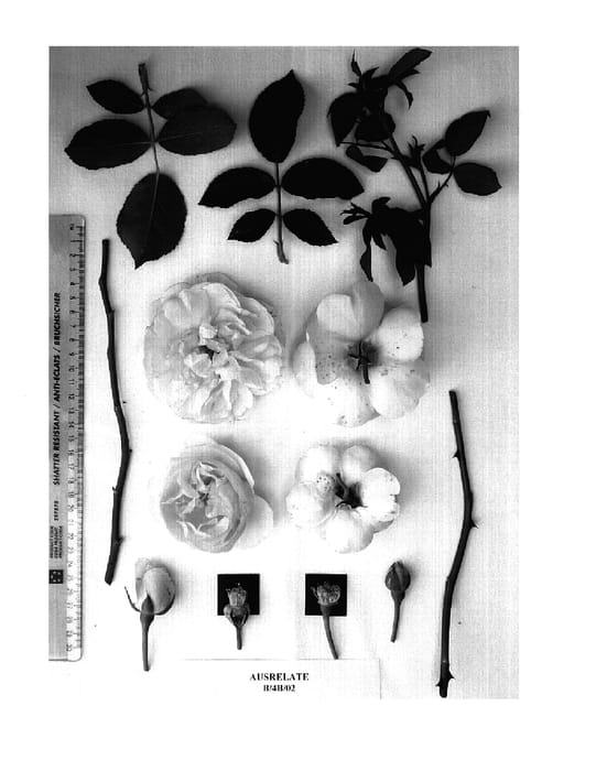 Figure 1 of US plant patent PP18702, the photograph of AUSrelate printed in the patent.