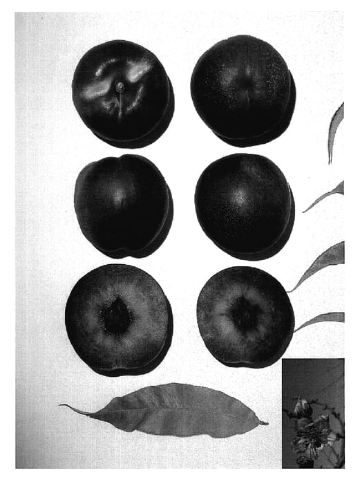 Figure 1 of US plant patent PP18703, the photograph of July Bright printed in the patent.