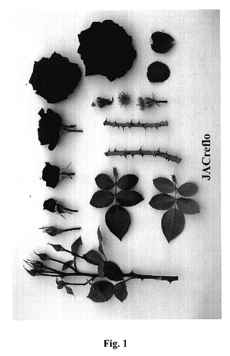 Figure 1 of US plant patent PP18704, the photograph of JACreflo printed in the patent.