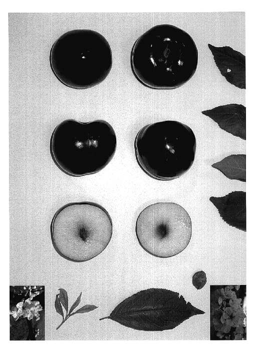 Figure 1 of US plant patent PP18705, the photograph of Plumgiant I printed in the patent.