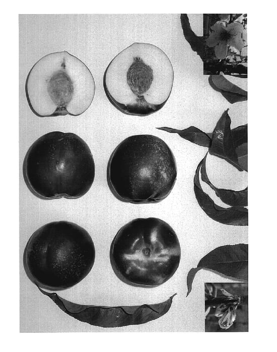 Figure 1 of US plant patent PP18706, the photograph of Pearlicious III printed in the patent.