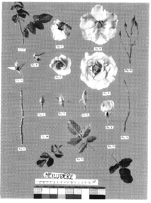 Figure 1 of US plant patent PP18707, the photograph of Meiludere printed in the patent.