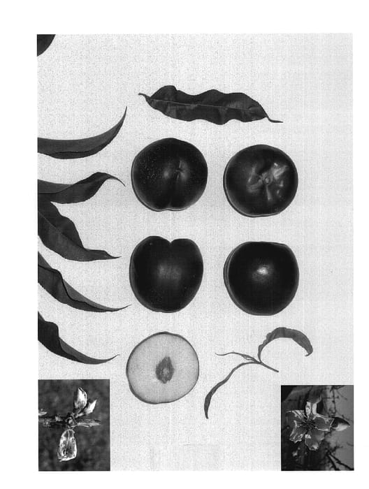 Figure 1 of US plant patent PP18708, the photograph of June Bright printed in the patent.