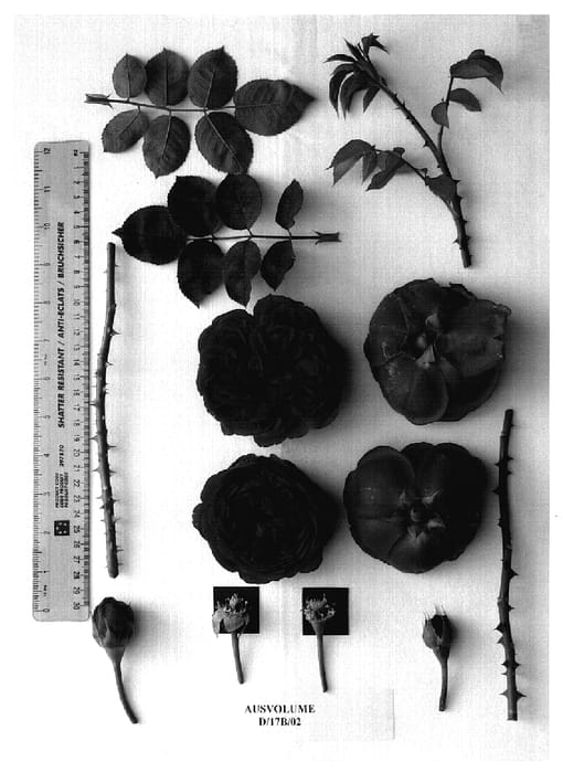 Figure 1 of US plant patent PP18710, the photograph of AUSvolume printed in the patent.