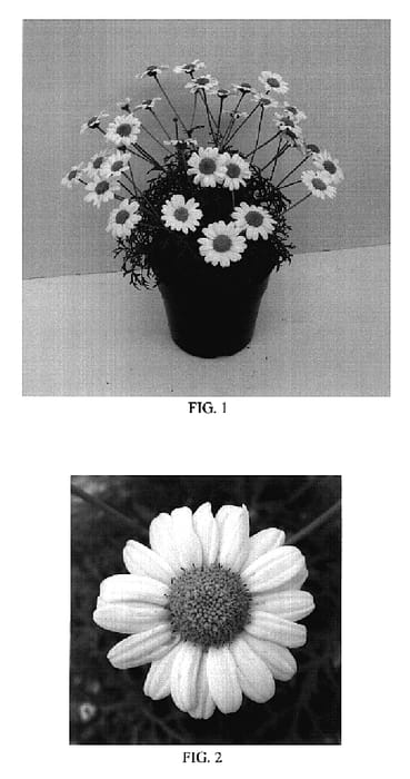 Figure 1 of US plant patent PP18711, the photograph of Bonmadwitim printed in the patent.