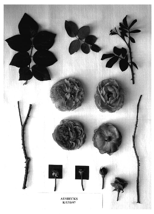 Figure 1 of US plant patent PP18712, the photograph of AUSbecks printed in the patent.