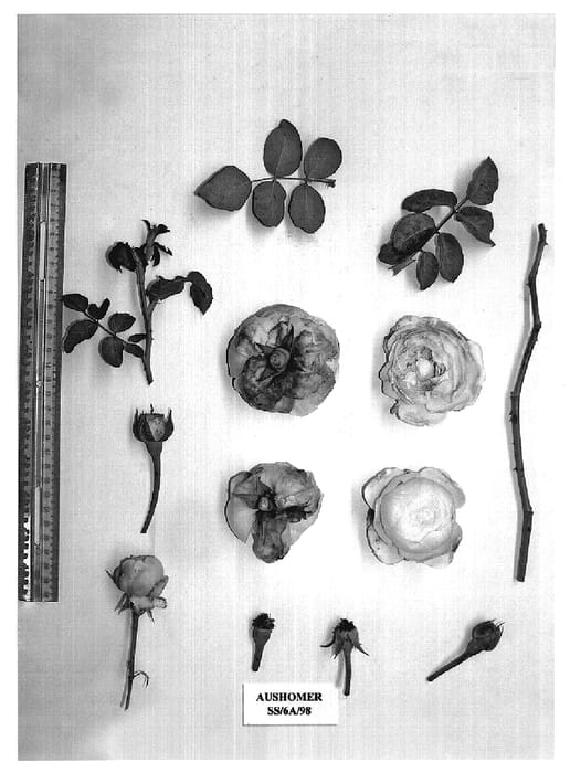Figure 1 of US plant patent PP18713, the photograph of AUShomer printed in the patent.