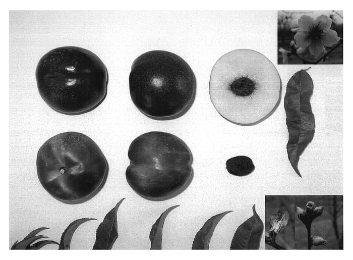 Figure 1 of US plant patent PP18714, the photograph of Majestic Sweet printed in the patent.