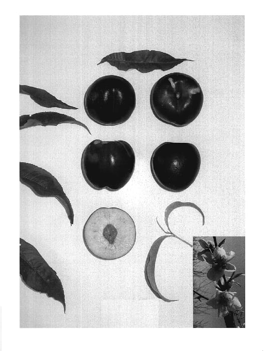 Figure 1 of US plant patent PP18715, the photograph of Kay Diamond VII printed in the patent.