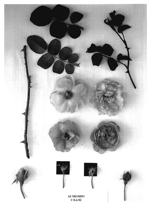 Figure 1 of US plant patent PP18716, the photograph of AUSrimini printed in the patent.