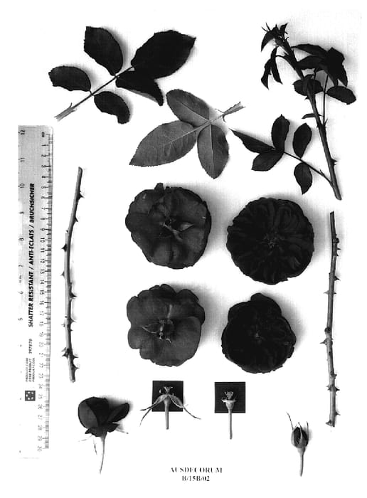 Figure 1 of US plant patent PP18717, the photograph of AUSdecorum printed in the patent.