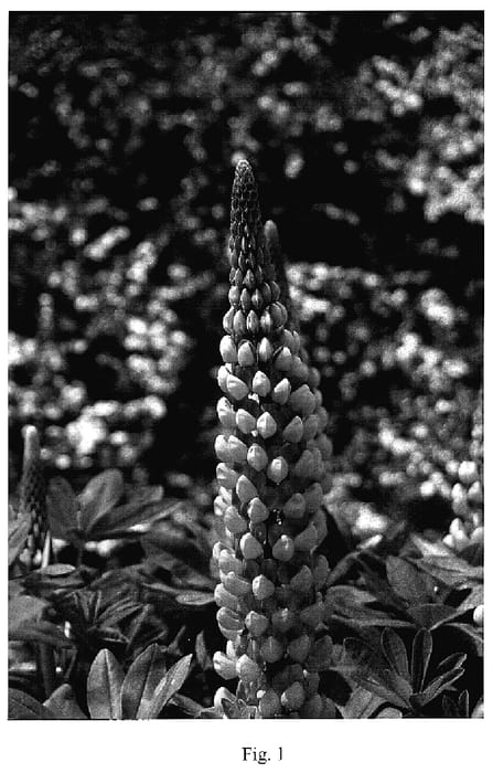 Figure 1 of US plant patent PP18718, the photograph of Salamon Star printed in the patent.