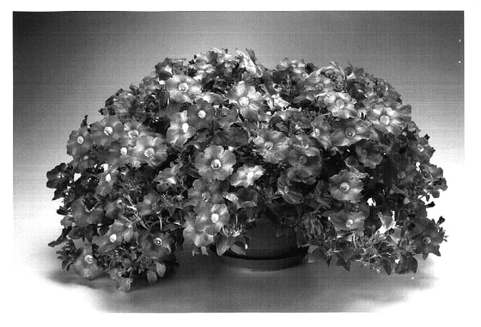 Figure 1 of US plant patent PP18719, the photograph of Petpiblo printed in the patent.
