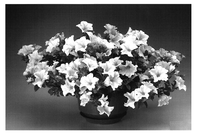 Figure 1 of US plant patent PP18720, the photograph of Petpasyel printed in the patent.