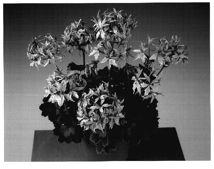 Figure 1 of US plant patent PP18721, the photograph of Gramon printed in the patent.