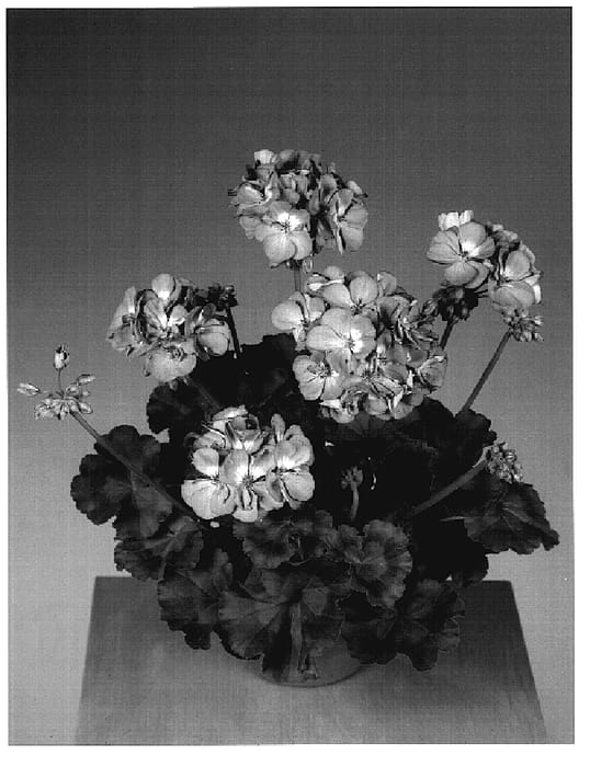 Figure 1 of US plant patent PP18722, the photograph of Fisropink printed in the patent.