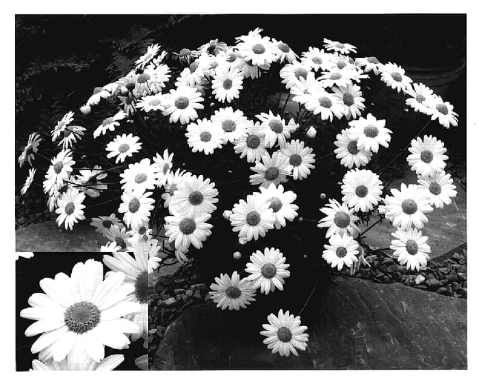 Figure 1 of US plant patent PP18723, the photograph of Arg Whit printed in the patent.