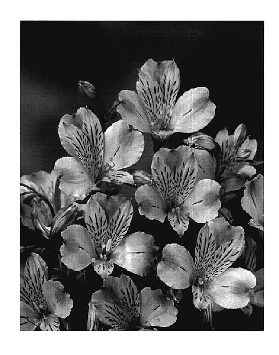 Figure 1 of US plant patent PP18724, the photograph of Zalsatel printed in the patent.