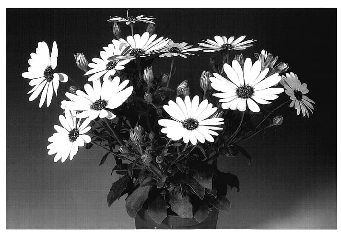 Figure 1 of US plant patent PP18725, the photograph of Osnewi printed in the patent.