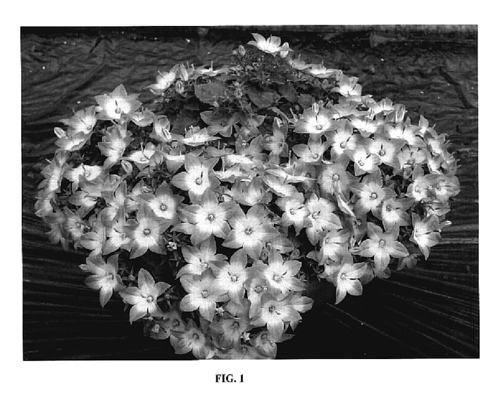 Figure 1 of US plant patent PP18726, the photograph of Camp Bulewhit printed in the patent.