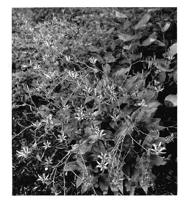 Figure 1 of US plant patent PP18727, the photograph of Taipei Silk printed in the patent.