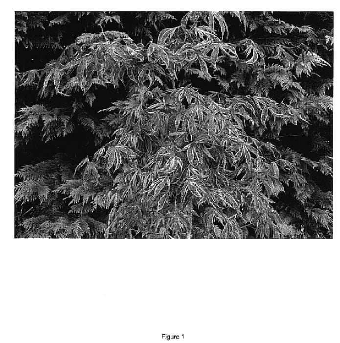 Figure 1 of US plant patent PP18728, the photograph of Gwen's Rose Delight printed in the patent.