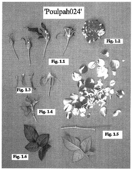 Figure 1 of US plant patent PP18729, the photograph of Poulpah024 printed in the patent.