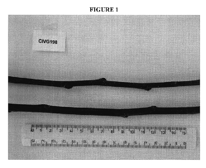 Figure 1 of US plant patent PP18730, the photograph of CIVG198 printed in the patent.