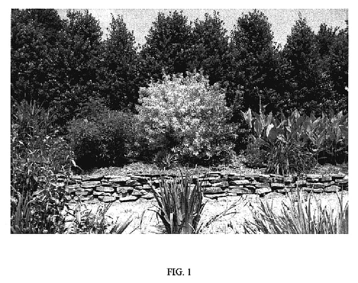 Figure 1 of US plant patent PP18731, the photograph of Soleil printed in the patent.