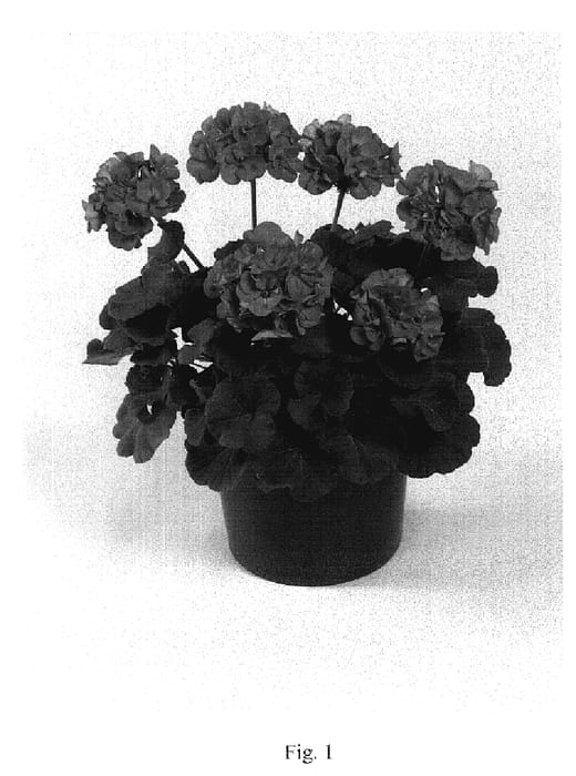 Figure 1 of US plant patent PP18732, the photograph of Maestro Lavender Blue printed in the patent.