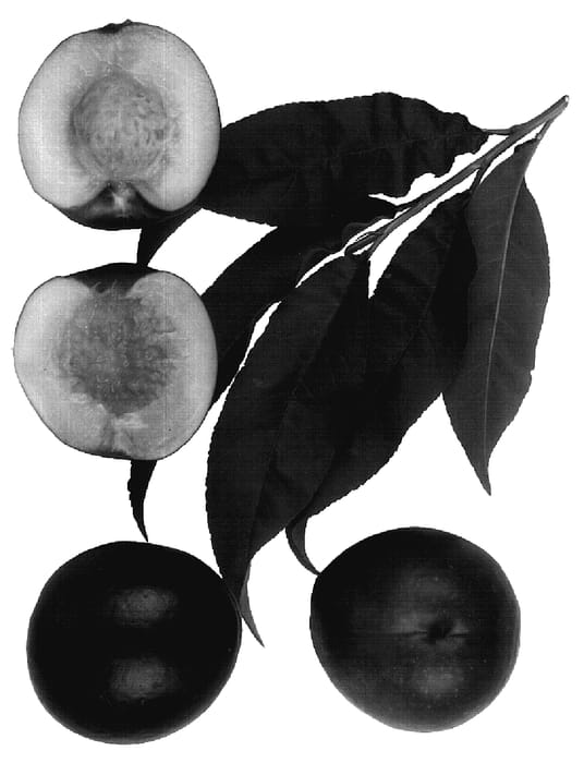 Figure 1 of US plant patent PP18734, the photograph of Royal Ruby printed in the patent.