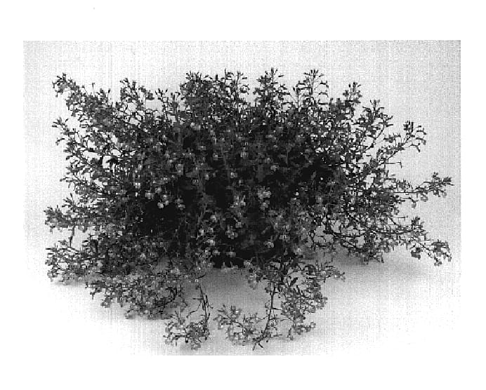 Figure 1 of US plant patent PP18735, the photograph of Kirilo-LV63 printed in the patent.