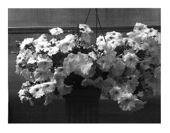 Figure 1 of US plant patent PP18736, the photograph of PET0614 printed in the patent.