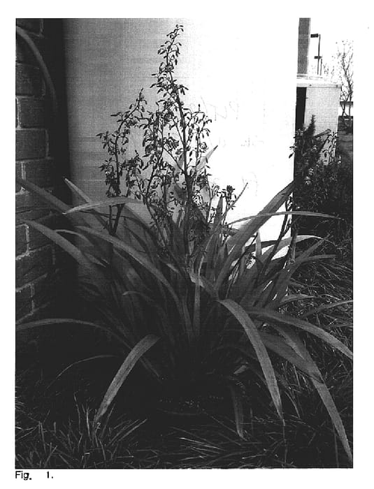 Figure 1 of US plant patent PP18737, the photograph of TR20 printed in the patent.
