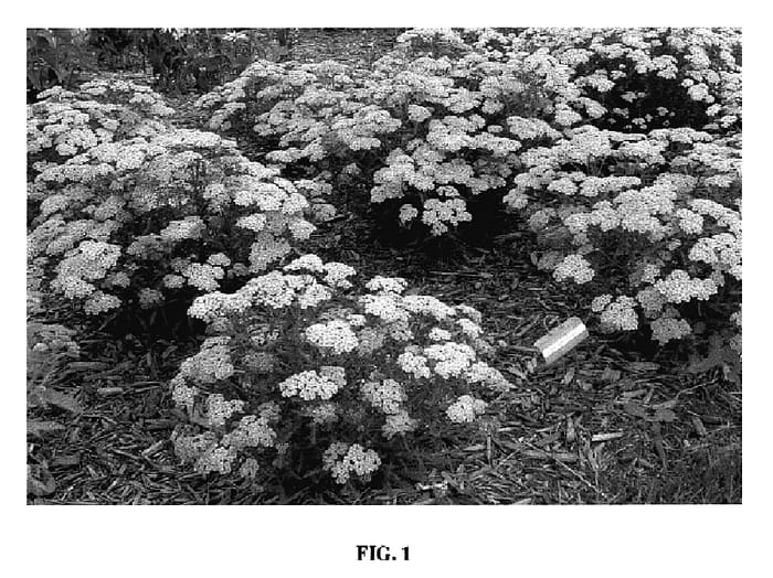Figure 1 of US plant patent PP18738, the photograph of Apricot Delight printed in the patent.