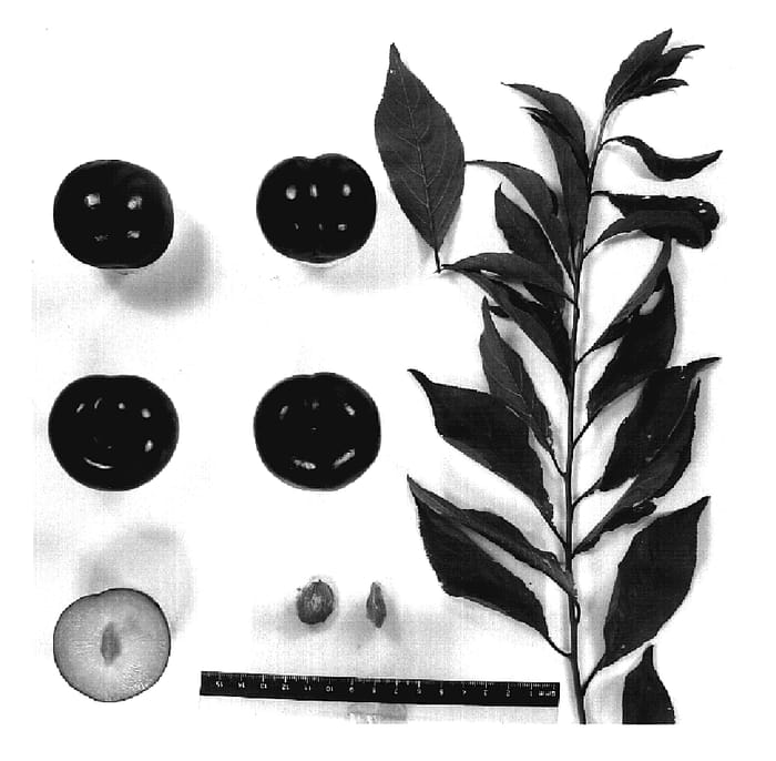 Figure 1 of US plant patent PP18739, the photograph of Suplumthirtyeight printed in the patent.