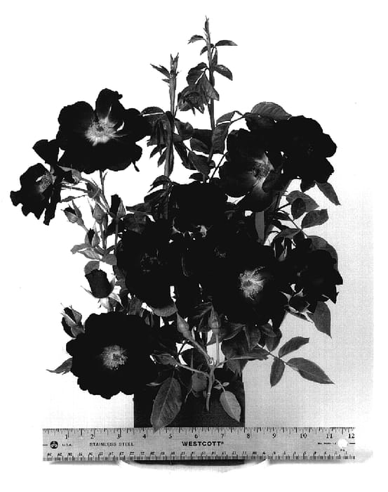 Figure 1 of US plant patent PP18740, the photograph of WEKpurost printed in the patent.